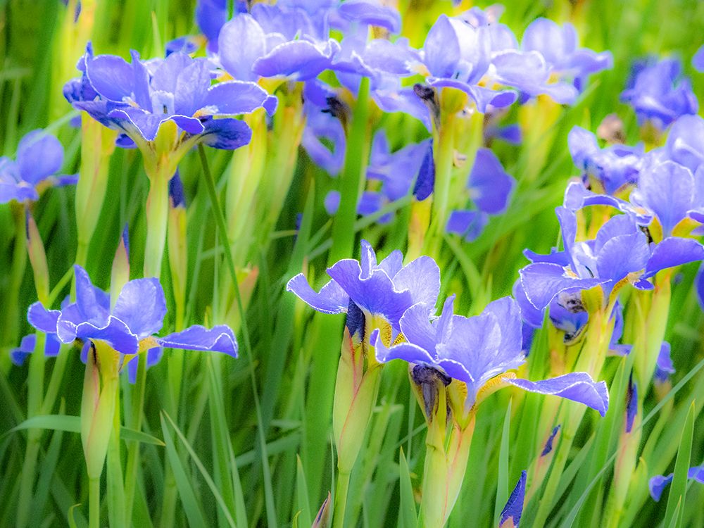 USA-Washington State-Pacific Northwest-Bellevue and the Bellevue Botanical Gardens springtime